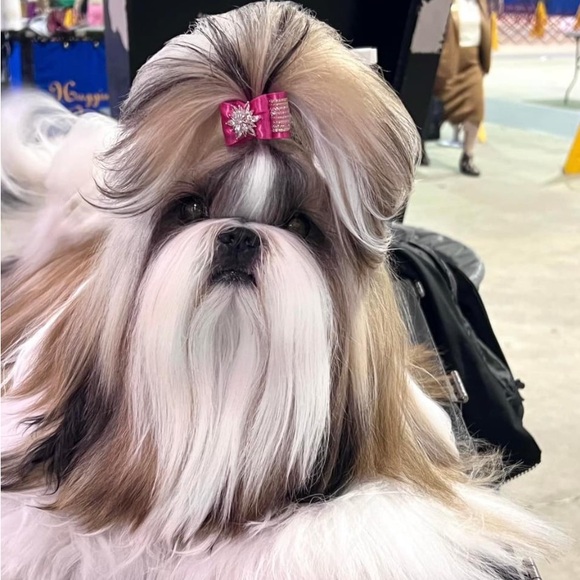 Meet your Posher, Scarlet - Picture 4 of 4